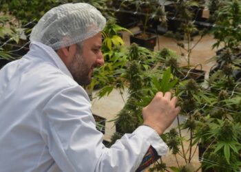 Un intendente fue designado al frente de la Agencia de Regulación de la industria del Cannabis medicinal