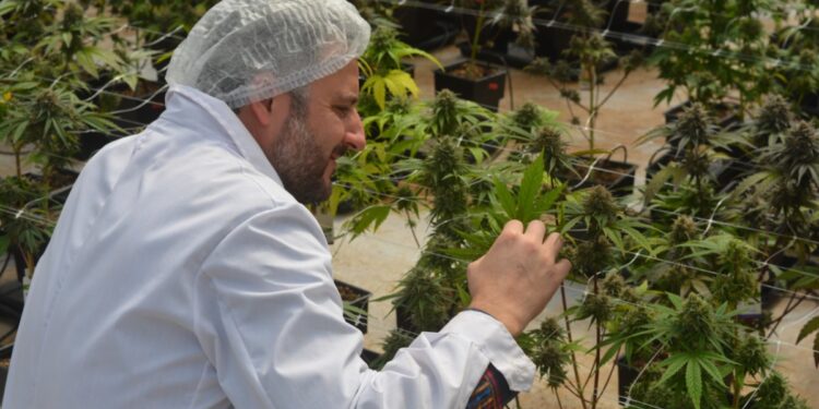 Un intendente fue designado al frente de la Agencia de Regulación de la industria del Cannabis medicinal