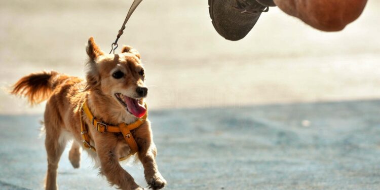 Para Junín y la zonaHabrá un cementerio privado de mascotas en Junín