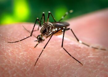 Brotes de dengue y de chikungunya en la provincia de Buenos Aires