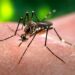 Brotes de dengue y de chikungunya en la provincia de Buenos Aires