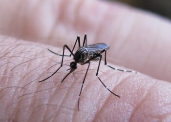 Autorizan uso de vacuna contra el dengue para mayores de 4 años