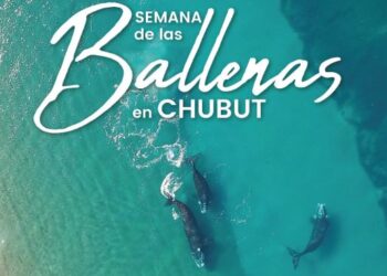 Comenzó la temporada de avistamiento de ballenas en Chubut: «un recurso turístico de gran relevancia»