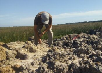 Encontraron restos de aves que habitaron la zona de San Pedro hace unos 1.000 años