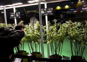 Más de 60 mil personas asistieron a una nueva edición de Expo Cannabis este fin de semana