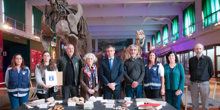 Devuelven a Río Negro una valiosa colección de 6.400 fósiles que quisieron contrabandear a España