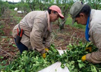 Jueza de Misiones dictó amparo contra DNU porque pone en riesgo la obra social yerbatera