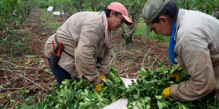 Jueza de Misiones dictó amparo contra DNU porque pone en riesgo la obra social yerbatera