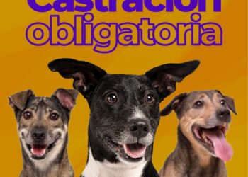 El Concejo Deliberante de General Viamonte aprobó la castración obligatoria de perros en todo el distrito