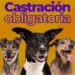 El Concejo Deliberante de General Viamonte aprobó la castración obligatoria de perros en todo el distrito